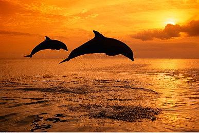 《极限竞速:地平线5》添加DLSS3支持 新DLC今日上线